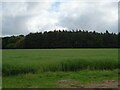Cereal crop towards woodland in NR9 5PA