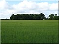Cereal crop towards Sheepwalk Plantation in NR9 5FA