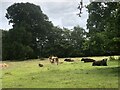 Cattle near Ormiston Hall in EH35 5NJ