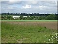 Crop field towards Clayhall Farm in Great Witchingham