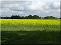 Oilseed rape crop near Blackwater Farm in NR10 4RD