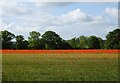 Field with poppies near Blackwater Farm in NR10 4RD