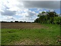Field and hedgerow, Sparham in NR9 5AQ