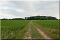 Track over arable land, Worlingham in NR34 7RH