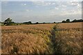 Footpath through Barley Field, Ellough in NR34 7TR