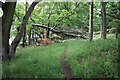 Path through the wood in KY9 1PD