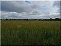 Cereal crop off Well Lane in NR9 5PR