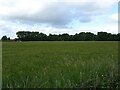 Crop field towards Sparham Grove woodland in NR9 5PU
