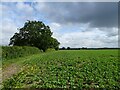 Crop field and hedgerow off Fakenham Road in NR20 4SA