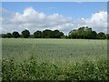 Cereal crop, Bawdeswell in NR20 4AA