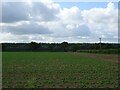 Crop field south of Billingford Road in NR20 4RP