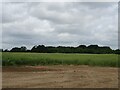 Oilseed rape crop, Billingford  in NR20 4RH