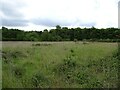 Grassland towards woodland, Billingford  in NR20 4RQ