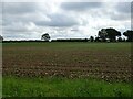 Crop field east of Bintree Road in Billingford