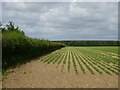 Crop field and hedgerow off Bintree Road in NR20 5NG