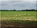 Crop field west of Bintree Road in NR20 5NG