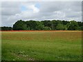 Crop field with poppies towards woodland in NR20 5NY