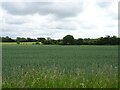 Crop field, Bintree in NR20 5RH