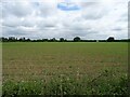 Crop field off Fakenham Road in NR20 4QN