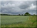 Cereal crop off Dereham Road in NR10 4RP