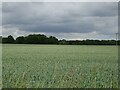 Cereal crop north of Dereham Road in NR10 4RJ