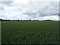 Cereal crop near Hackford Hall in NR10 4RL