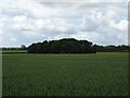 Cereal crop towards woodland in NR10 4RL