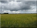 Ripening crop near Whitwell in NR10 4RG