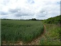 Cereal crop and hedgerow, Little Witchingham in Little Witchingham