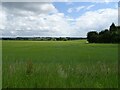 Cereal crop, Little Witchingham in NR9 5TJ