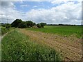 Crop field beside Kett's Lane in NR9 5TJ