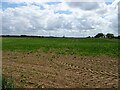 Crop field south of Kett's Lane in NR9 5TJ