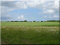 Crop field, Brandiston in NR10 4PW