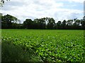 Crop field near Abbey Farm in NR10 4QB