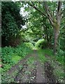 Track (footpath), Little Plantation in NR10 4PT