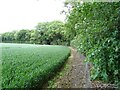 Cereal crop and woodland in NR10 4DA