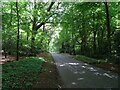 Haveringland Road through woodland towards Horsford in NR10 4EB