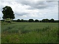 Cereal crop near Hill Top Farm in NR10 3DB