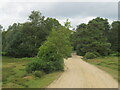 Track in the New Forest, near Ringwood in BH24 3QY