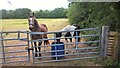 Horses in a paddock off Lincoln Road, Glinton in PE6 7HH