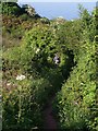 The coast path in spring in TQ1 4TL