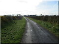 Hedge-lined minor road approaching Cowgate in Holme St. Cuthbert