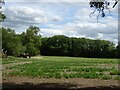 Crop field beside Raydon Plantation in IP22 2JD