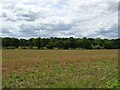 Crop field off Hall Lane in IP22 2JD