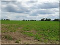 Crop field off Middle Road in IP22 2JA