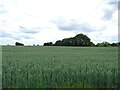 Cereal crop off Middle Road in IP22 2JA