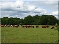 Cattle near Manor Farm in IP22 1SH