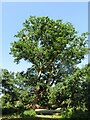 Veteran tree at Storm's Farm in Ashurst, Bramshaw, Copythorne & Netley Marsh Ward