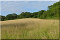 Grass and woodland, Wargrave in RG10 9SY