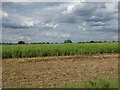 Oilseed rape crop near Millway Farm in IP22 1AL